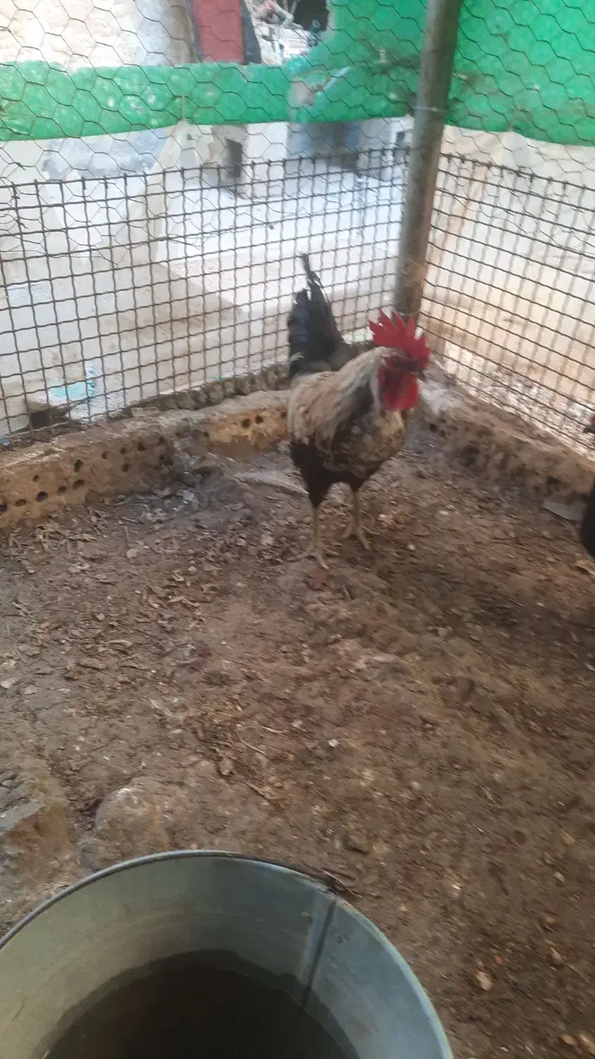 خروس|حیوانات مزرعه|مسجد سلیمان, |دیوار