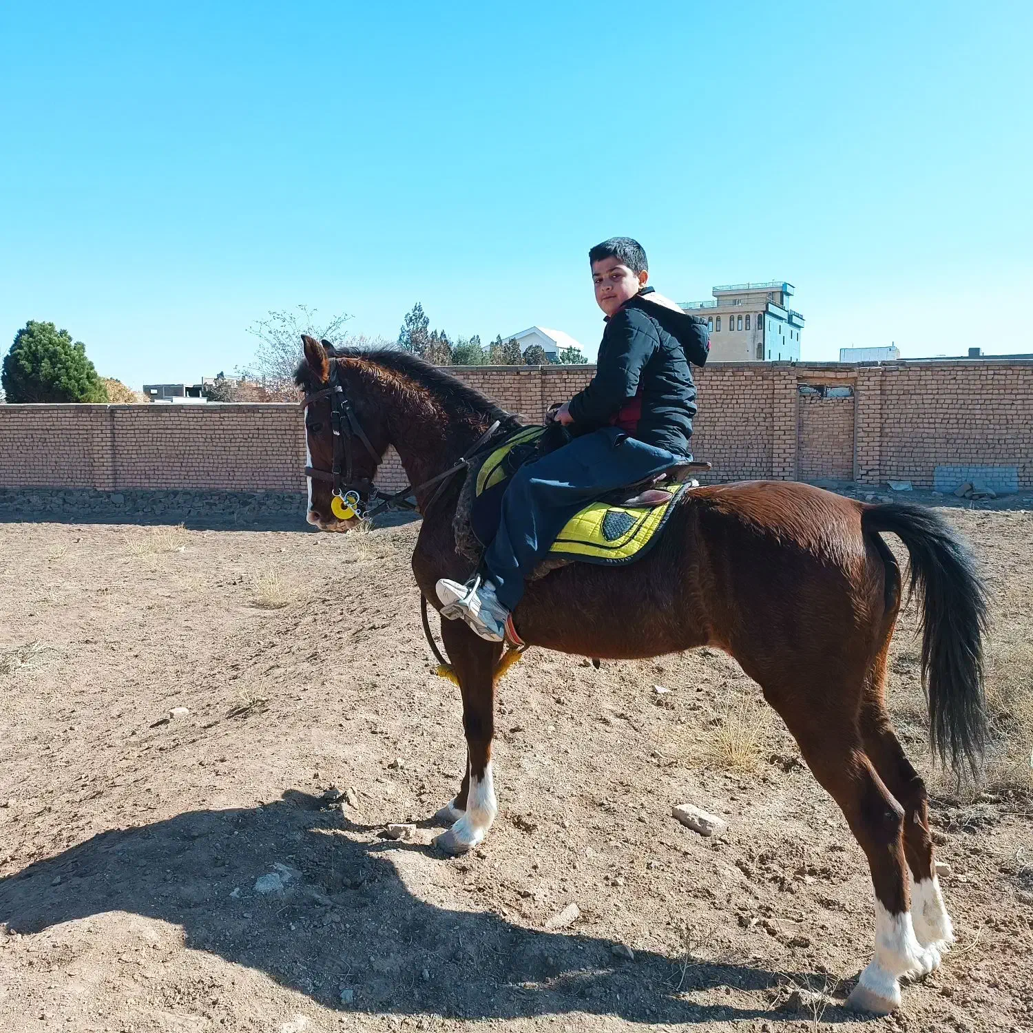 اسب|اسب و تجهیزات اسب‌سواری|زرندیه, |دیوار