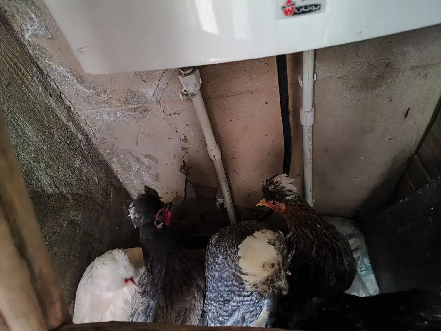 مرغ|حیوانات مزرعه|بروجرد, |دیوار