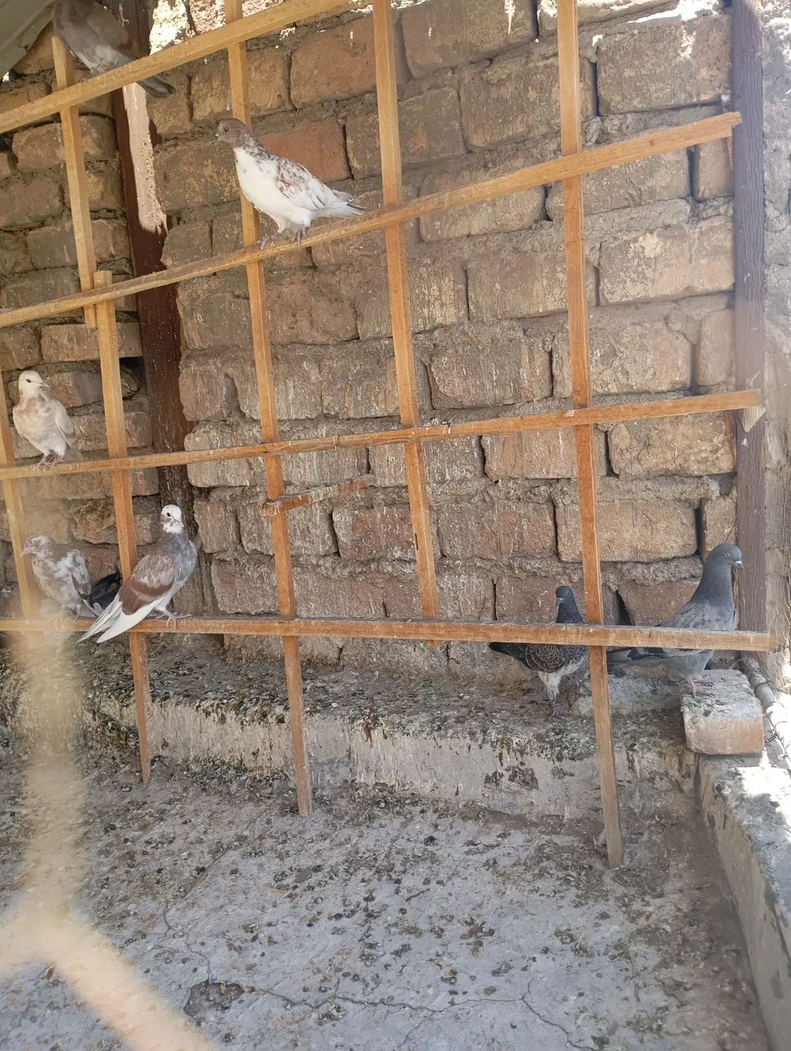 کفتر|پرنده|ساوه, |دیوار