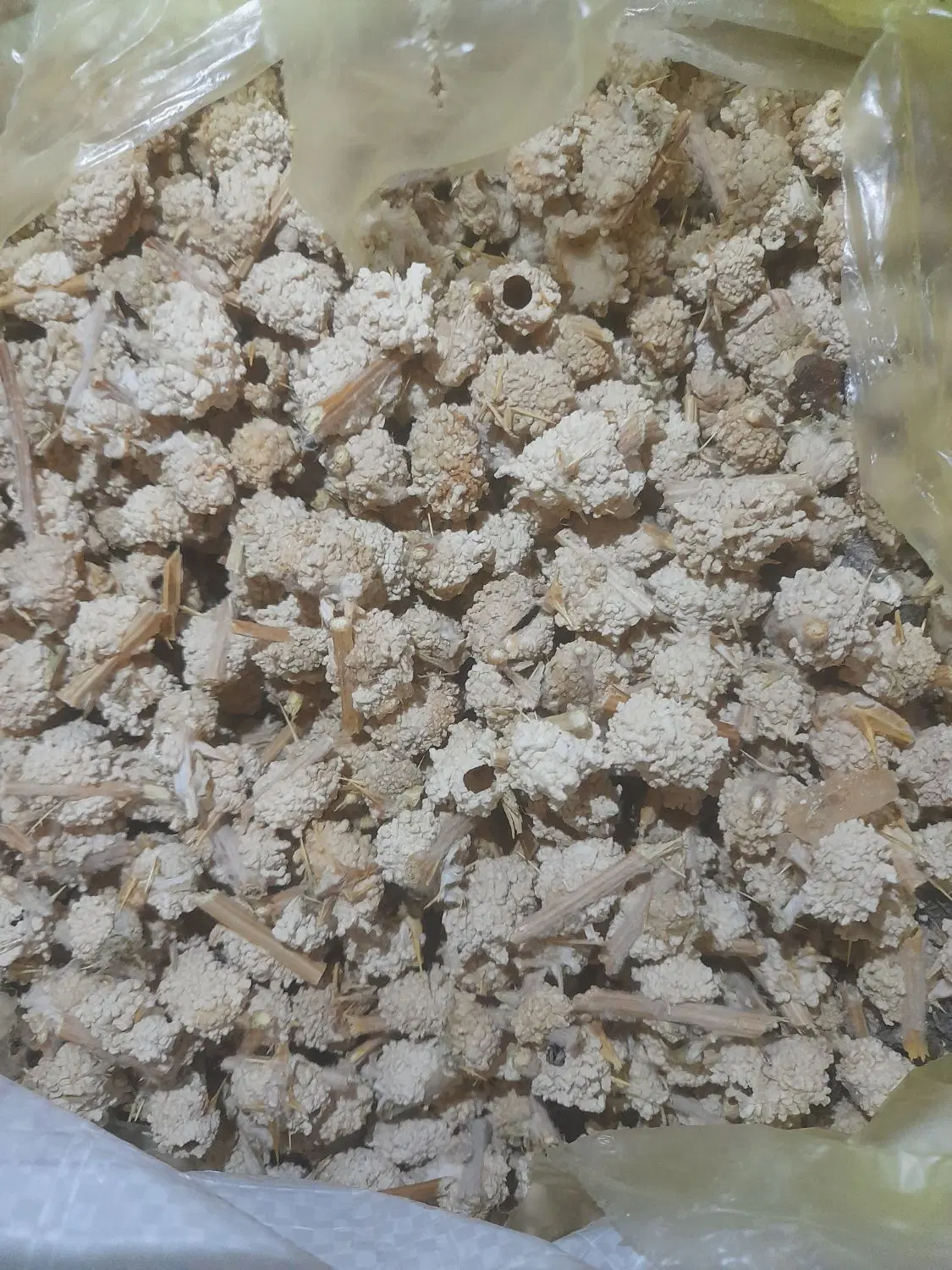 شکروک|خوردنی و آشامیدنی|شیراز, فرهنگیان|دیوار