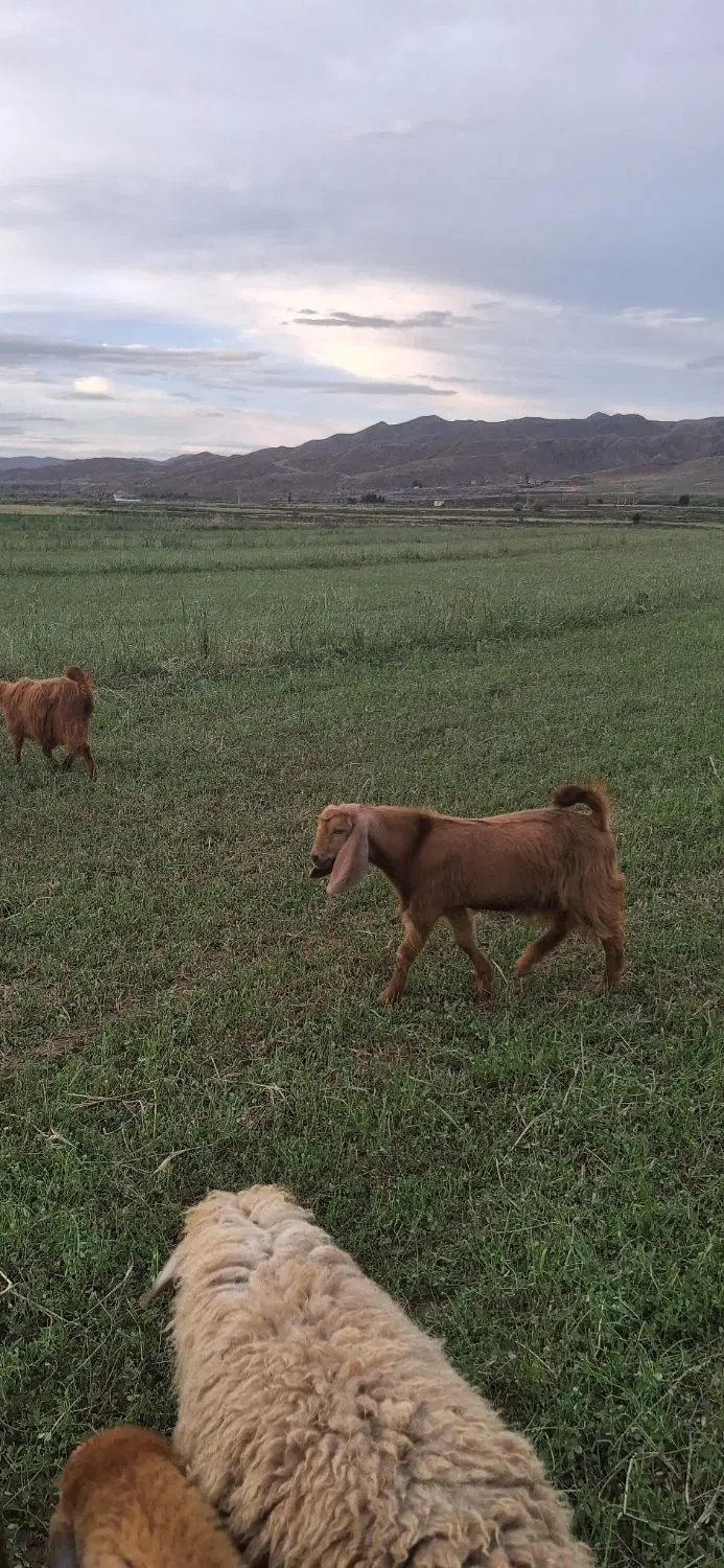 بزغاله|حیوانات مزرعه|دره رود, |دیوار