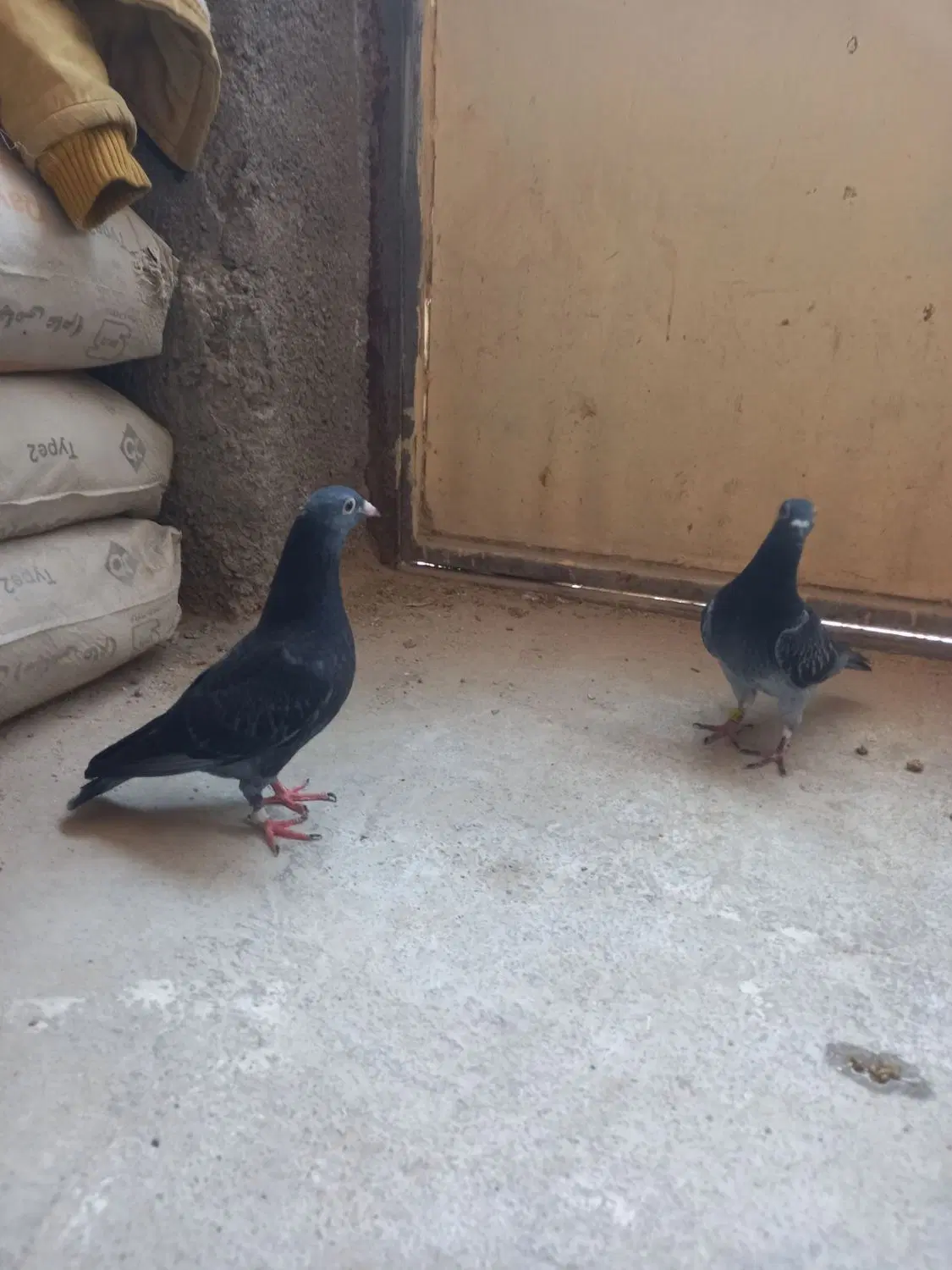 کفتر|پرنده|سده (خراسان جنوبی), |دیوار