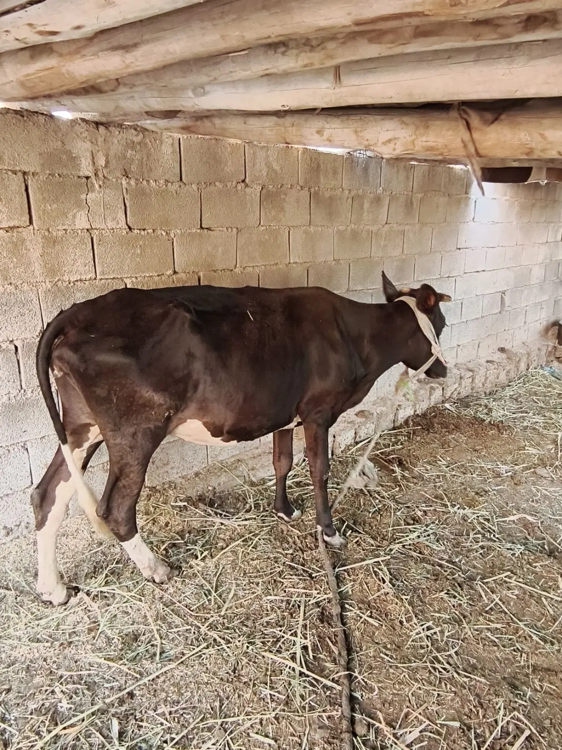 گاو|حیوانات مزرعه|چمران, |دیوار