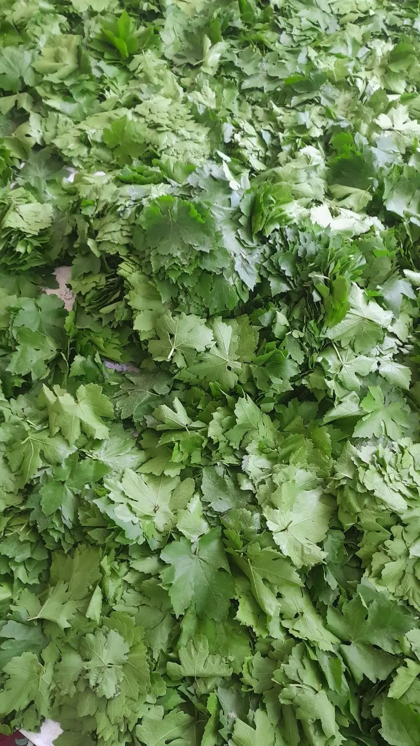 برگ|خوردنی و آشامیدنی|مشهد, فرخد|دیوار