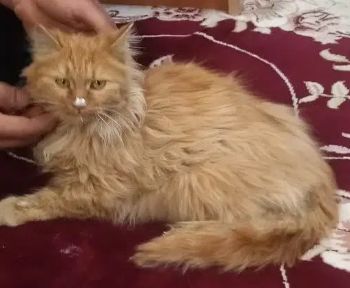 گربه|گربه|شیروان (خراسان), |دیوار