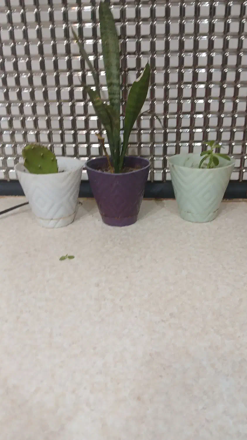 گل تازه|گل و گیاه طبیعی|پارس‌آباد, |دیوار