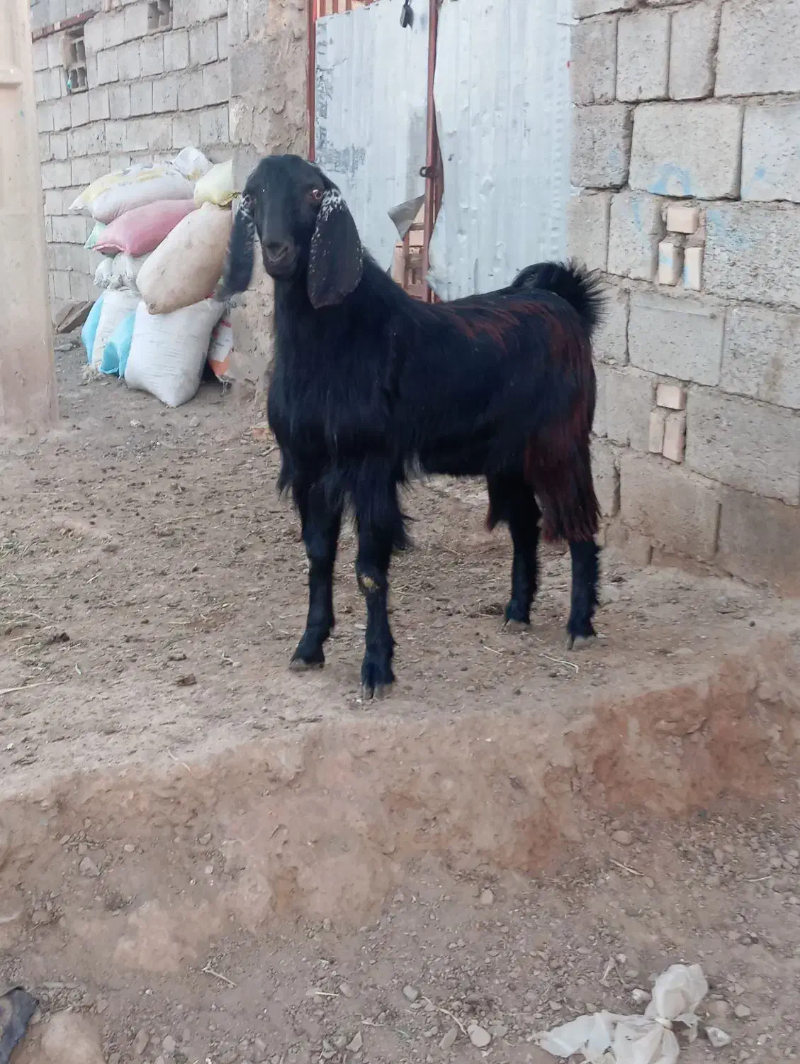 بزغاله نر|حیوانات مزرعه|تربت جام, جامرود|دیوار