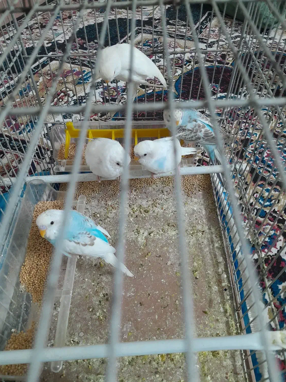 مرغ عشق|پرنده|محمدیه-قزوین, |دیوار