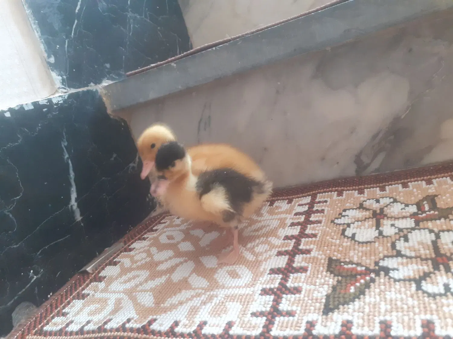 اردک‌|حیوانات مزرعه|نهاوند, |دیوار