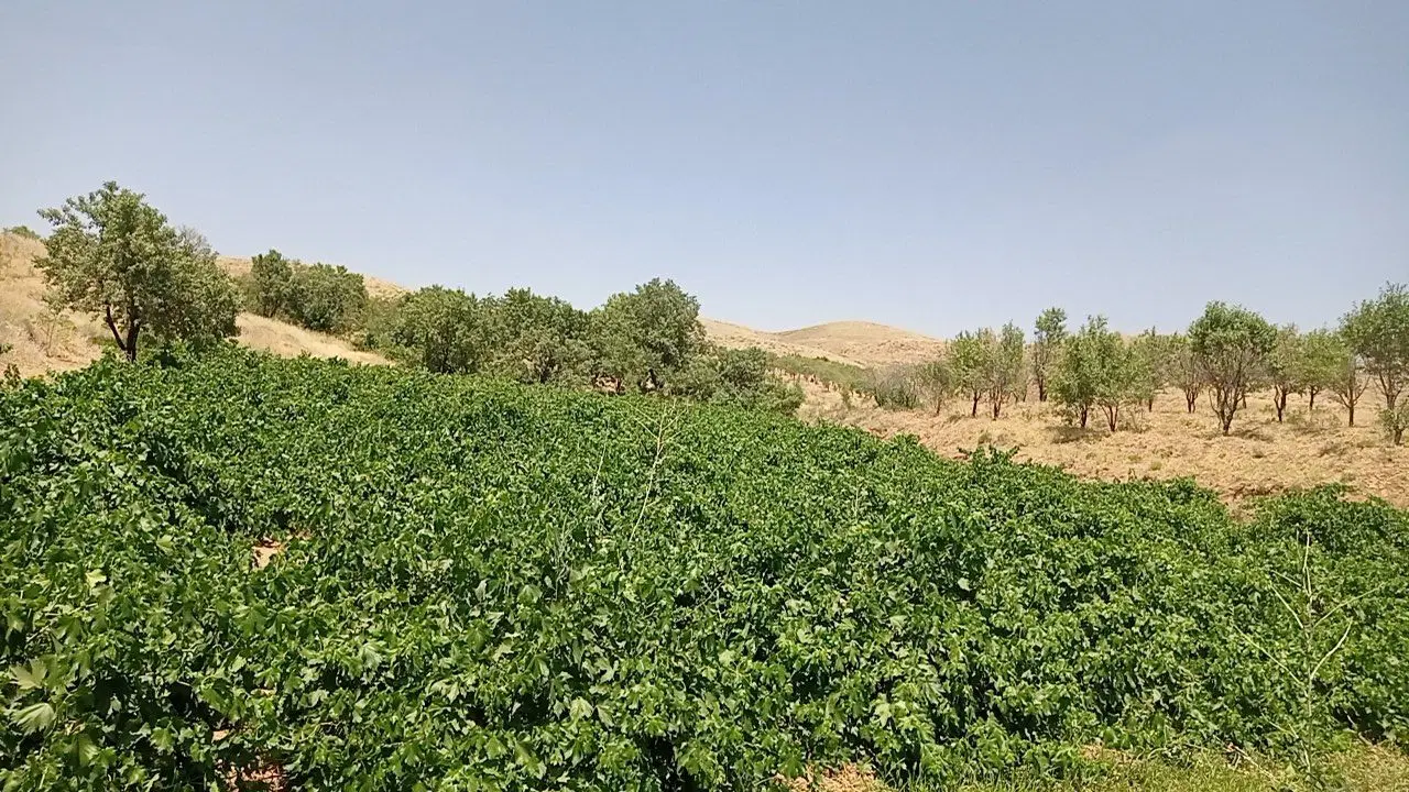 برگ مو|گل و گیاه طبیعی|بروجرد, |دیوار