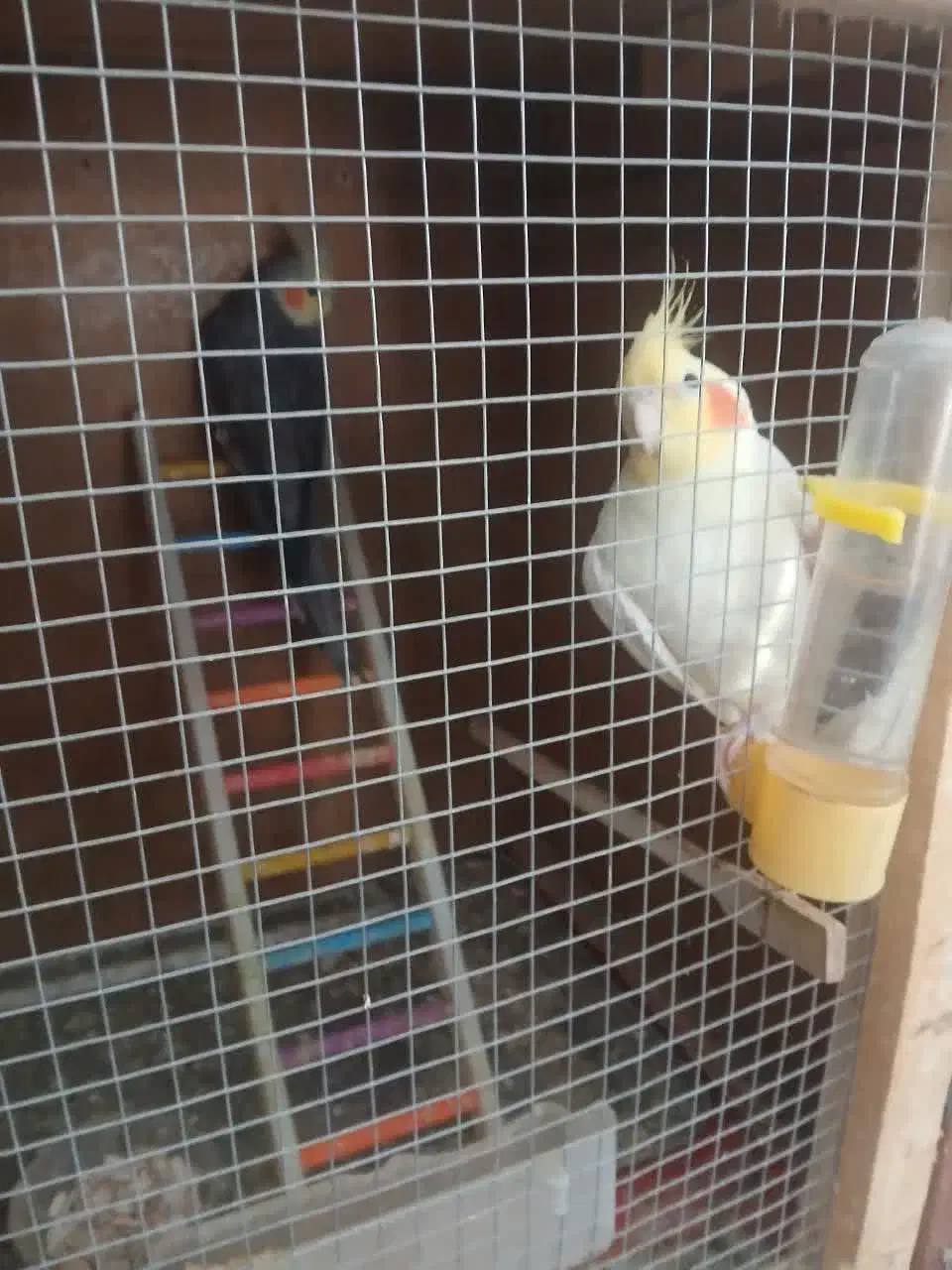 فروش عروس هلندی لوتینو. سینامو|پرنده|یزد, |دیوار