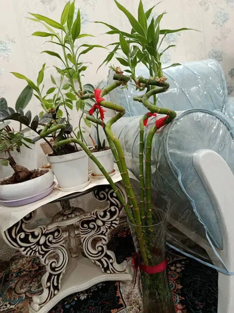 گل طبیعی|گل و گیاه طبیعی|فولادشهر, B5|دیوار