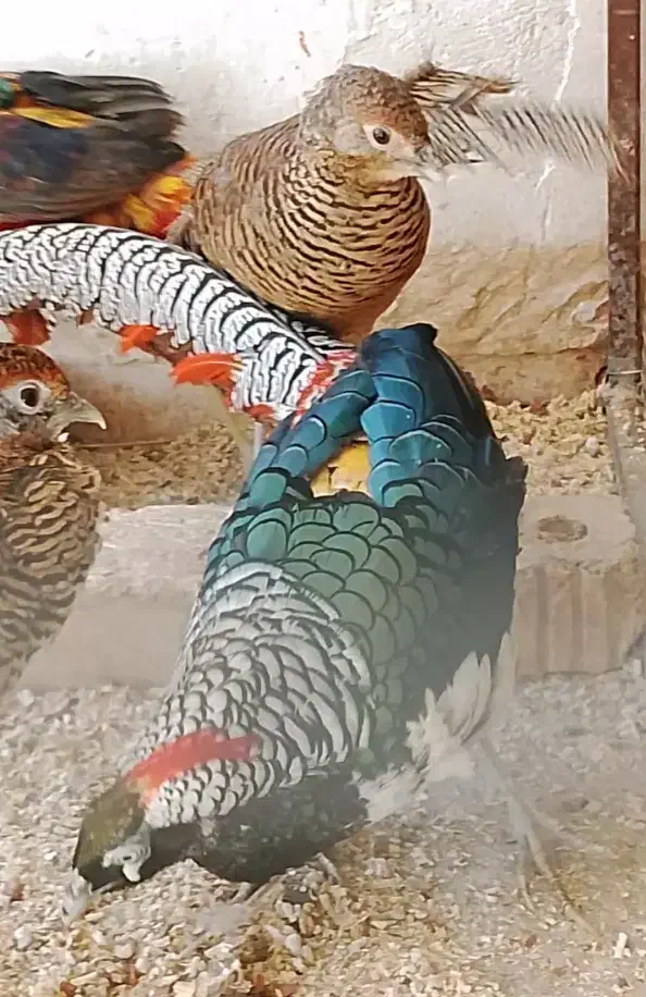 پرنده|حیوانات|شیراز, امام حسین|دیوار