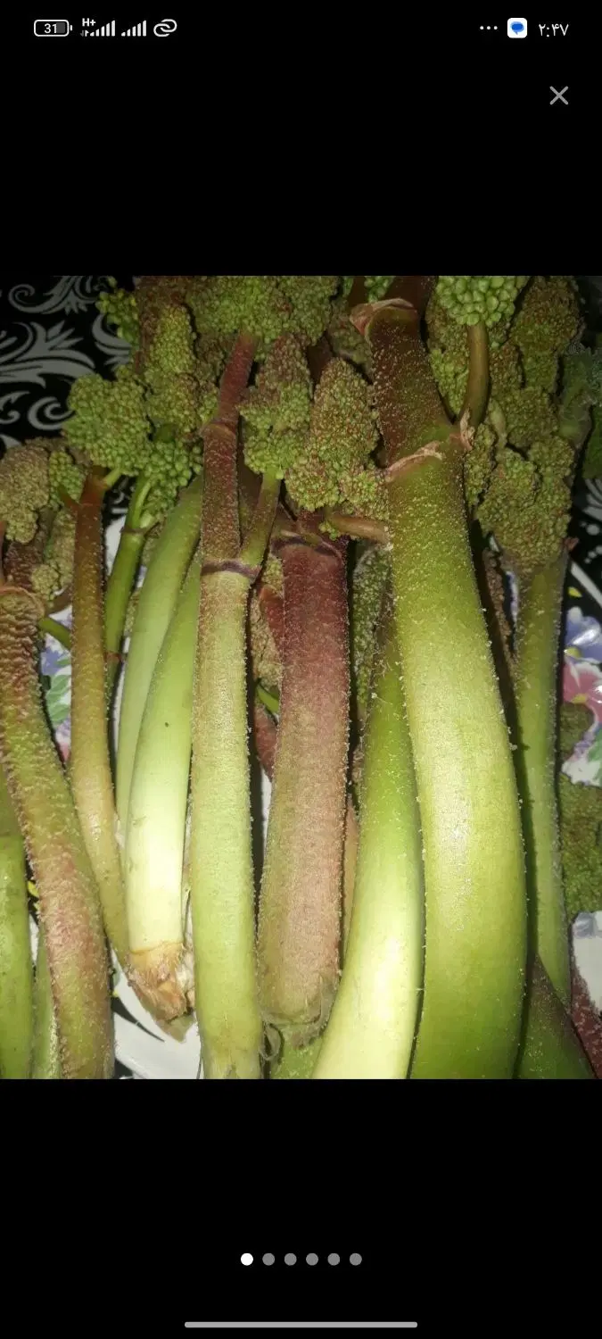 ریواس|خوردنی و آشامیدنی|بروجرد, |دیوار