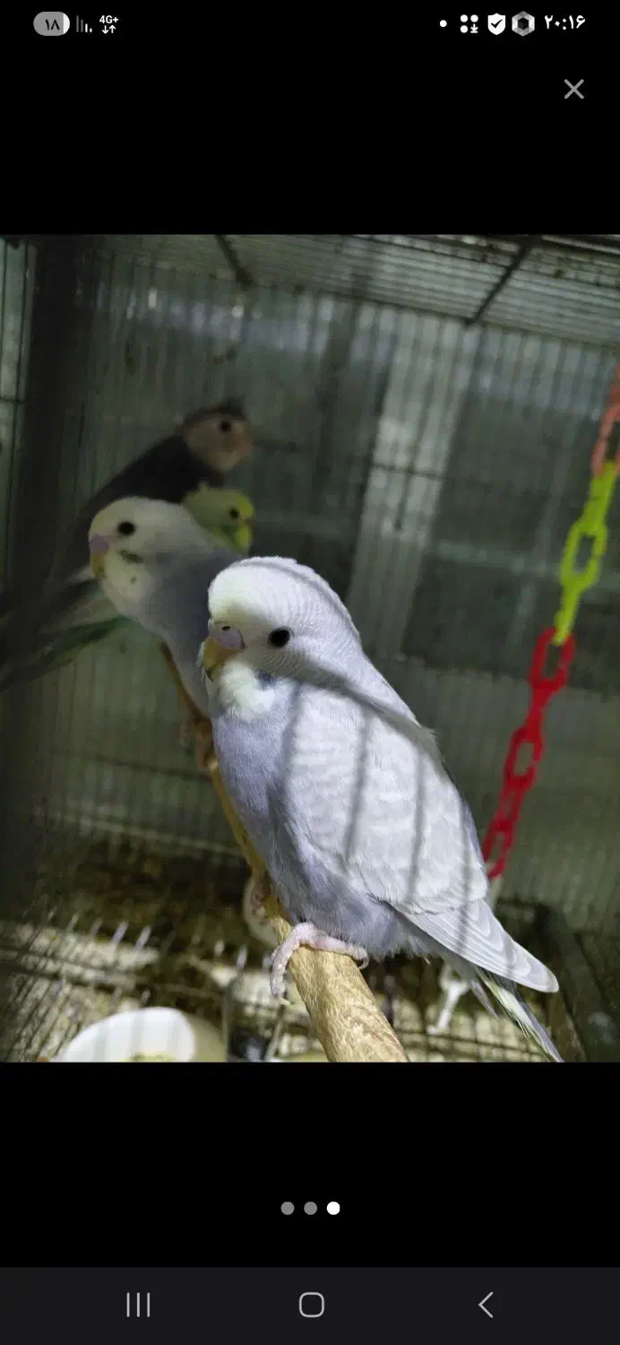 مرغ عشق|پرنده|اسفراین, |دیوار