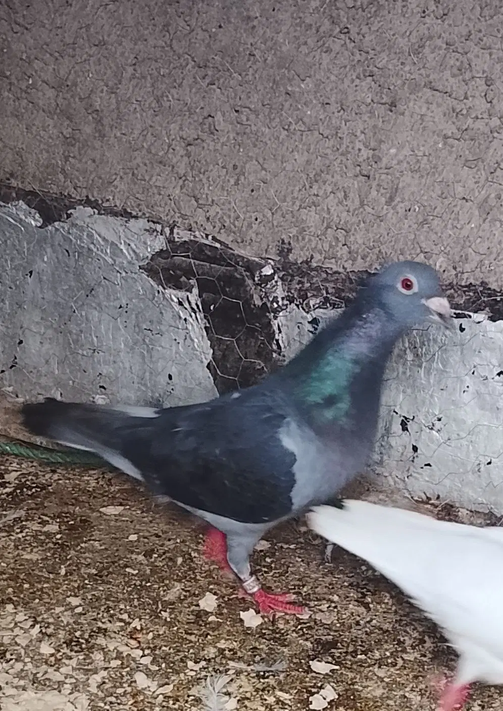 کبوتر|پرنده|سجاس رود, |دیوار