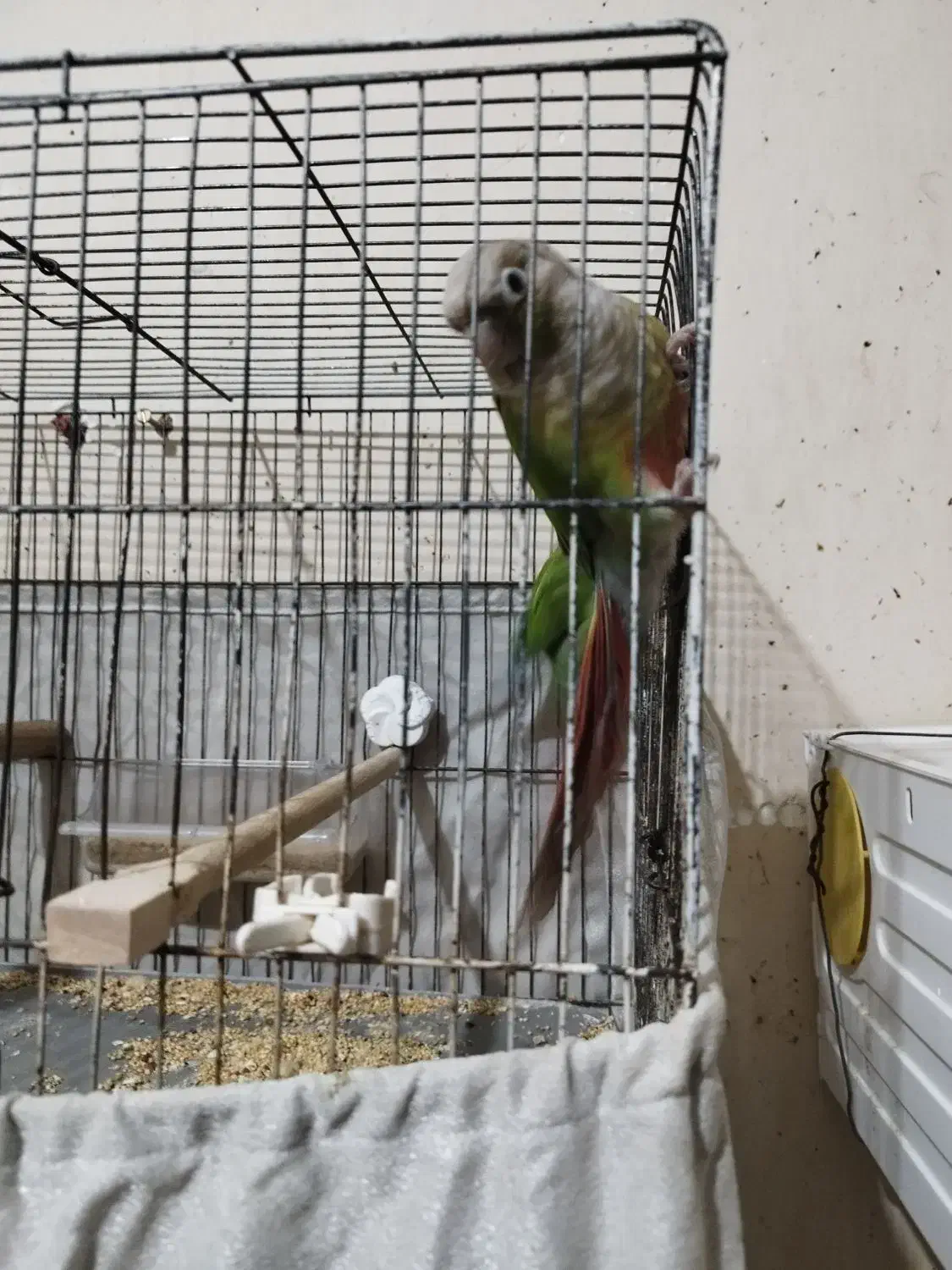 گرینچیک|پرنده|خرمشهر, |دیوار