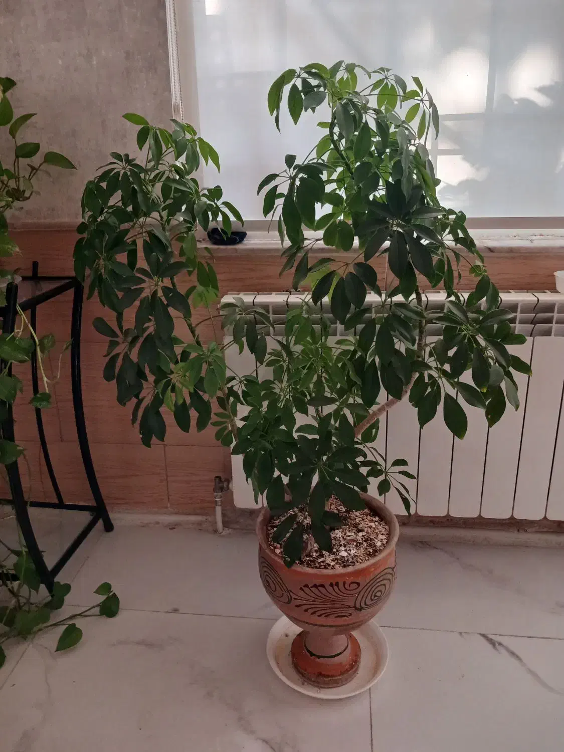 گل زیبا|گل و گیاه طبیعی|نیشابور, مازول|دیوار