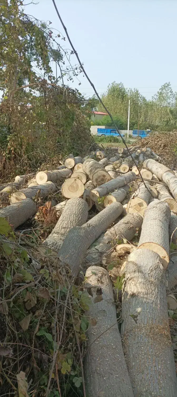 خرید چوبهای باغی صنوبر ومرکبات|خدمات باغبانی و درختکاری|ساری, |دیوار