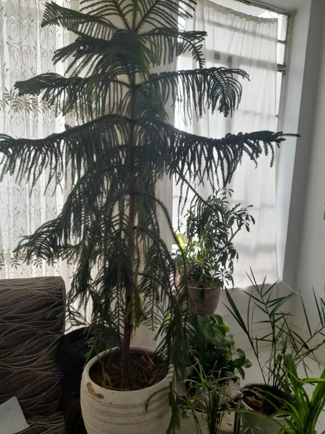 کاج مطبق|گل و گیاه طبیعی|نیشابور, شریعتی|دیوار