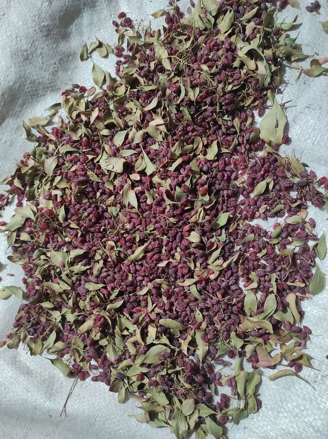 زرشک|عمده‌فروشی|بیرجند, |دیوار