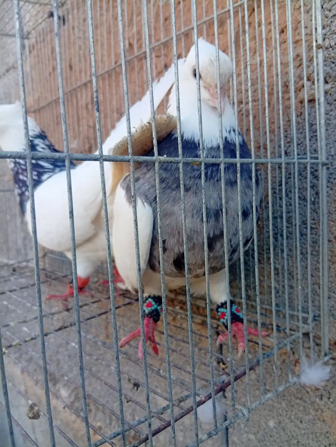 طوقی|پرنده|امیدیه, |دیوار