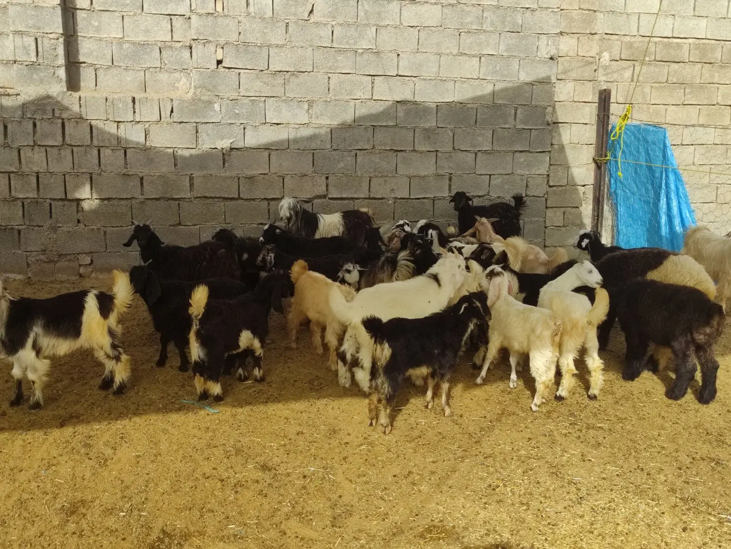 بیگ نر|حیوانات مزرعه|دزفول, |دیوار