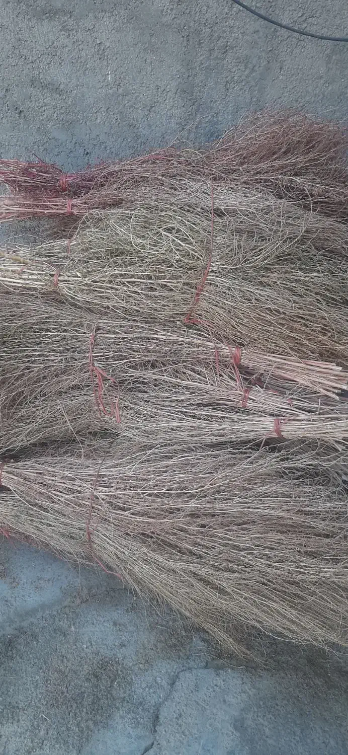 جارو|لوازم نظافت|کارزان, |دیوار