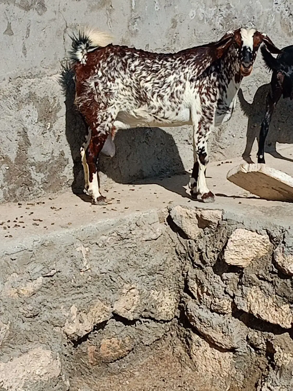 کهره|حیوانات مزرعه|قشم, |دیوار