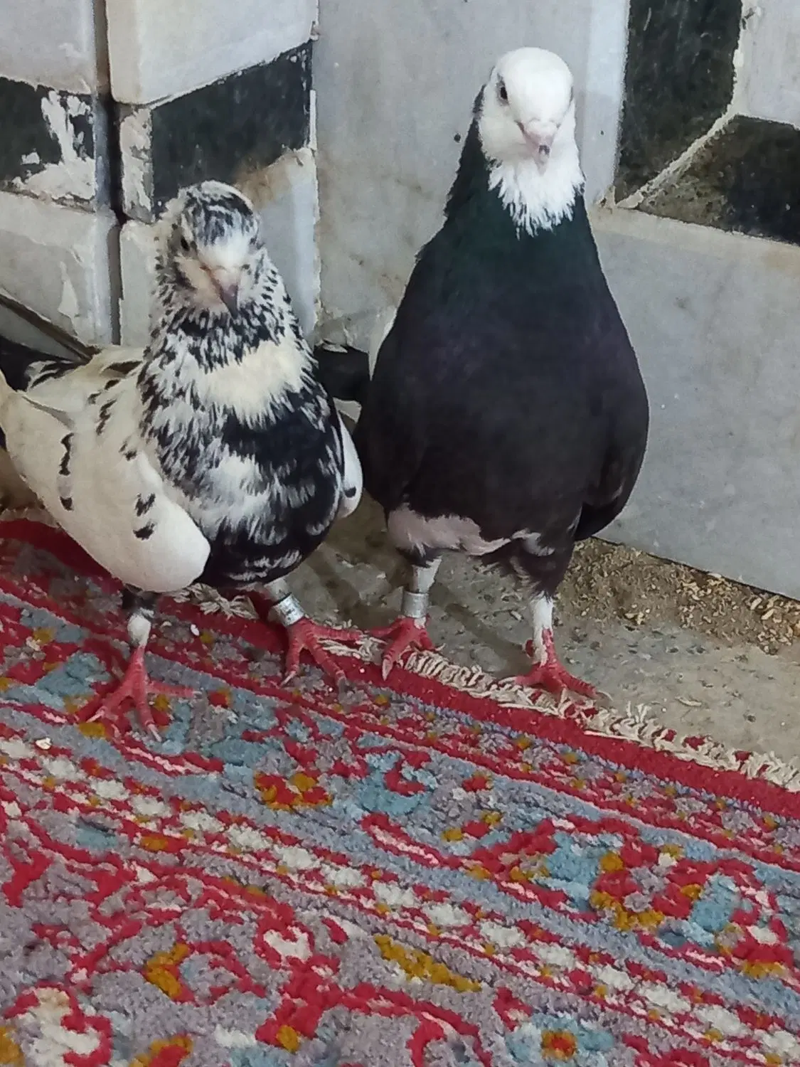 کفتر|پرنده|زابل, |دیوار
