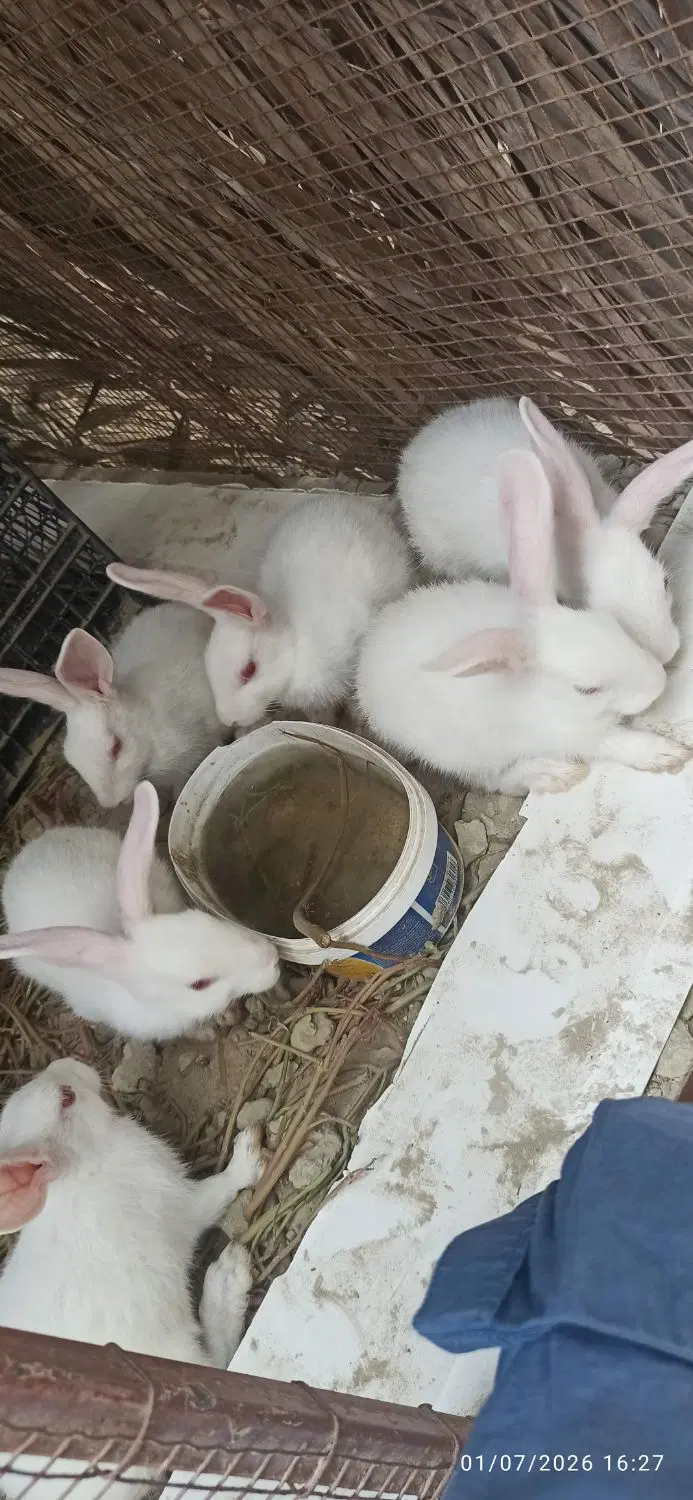 خرگوش|موش و خرگوش|کنارک, |دیوار
