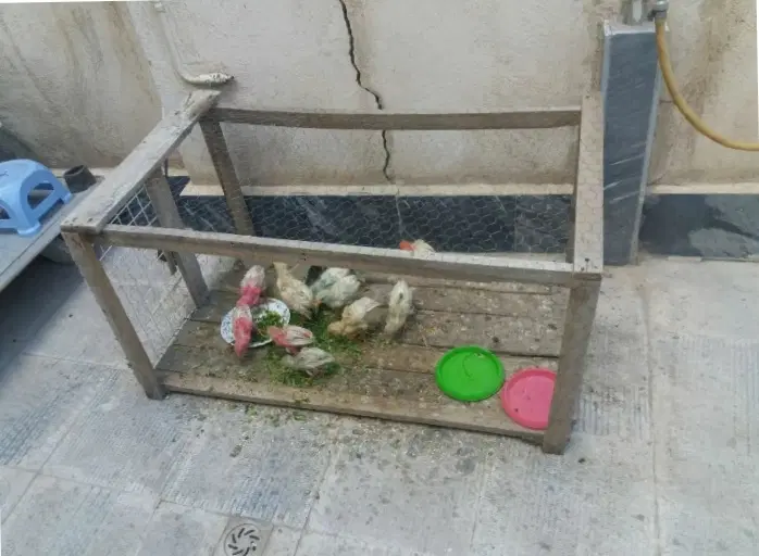 جوجه|پرنده|اردبیل, |دیوار