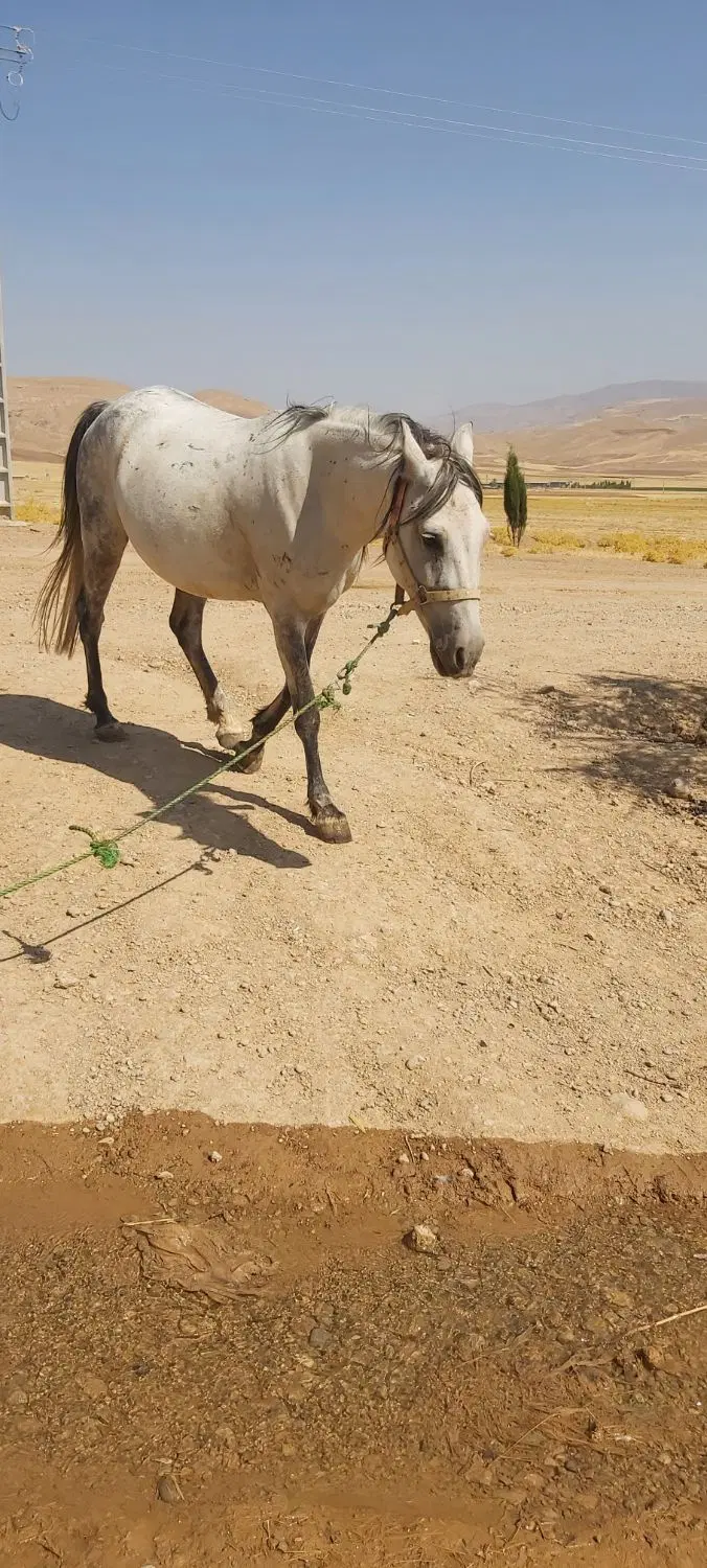 اسب|اسب و تجهیزات اسب‌سواری|همدان, |دیوار