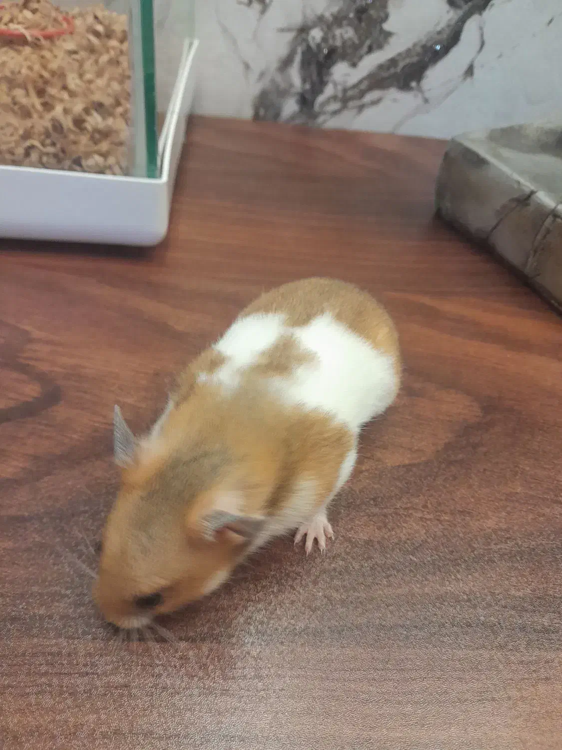 همستر هردو ماده باحال بازیگوش شیطون دستی زبر ررنگ|موش و خرگوش|محمدیه-قزوین, |دیوار