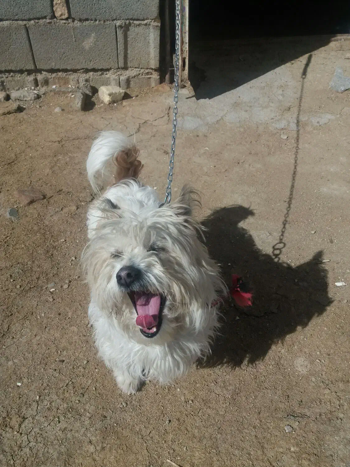 سگ خانگی|سگ|کنگاور, |دیوار