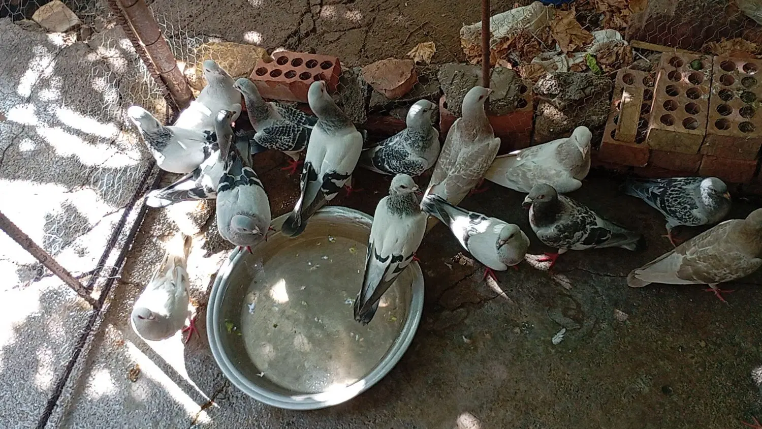 کفتر|پرنده|گلباف, |دیوار