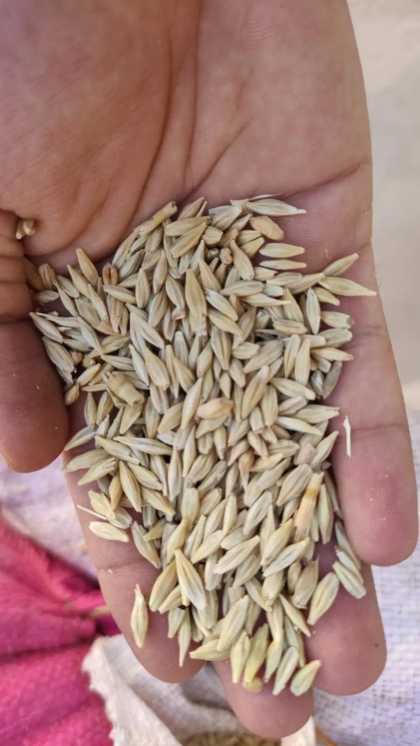 جو ( آبی )|خوردنی و آشامیدنی|خرمدره, |دیوار