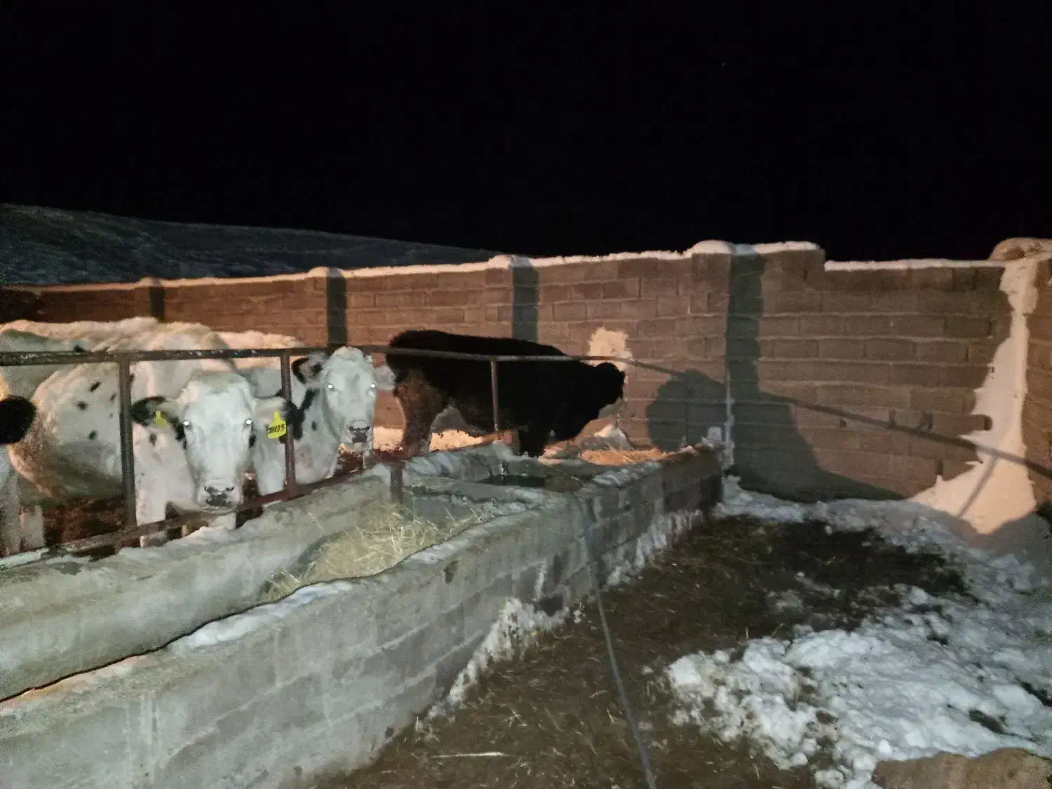 گاو شیری|حیوانات مزرعه|بالا ولایت, |دیوار