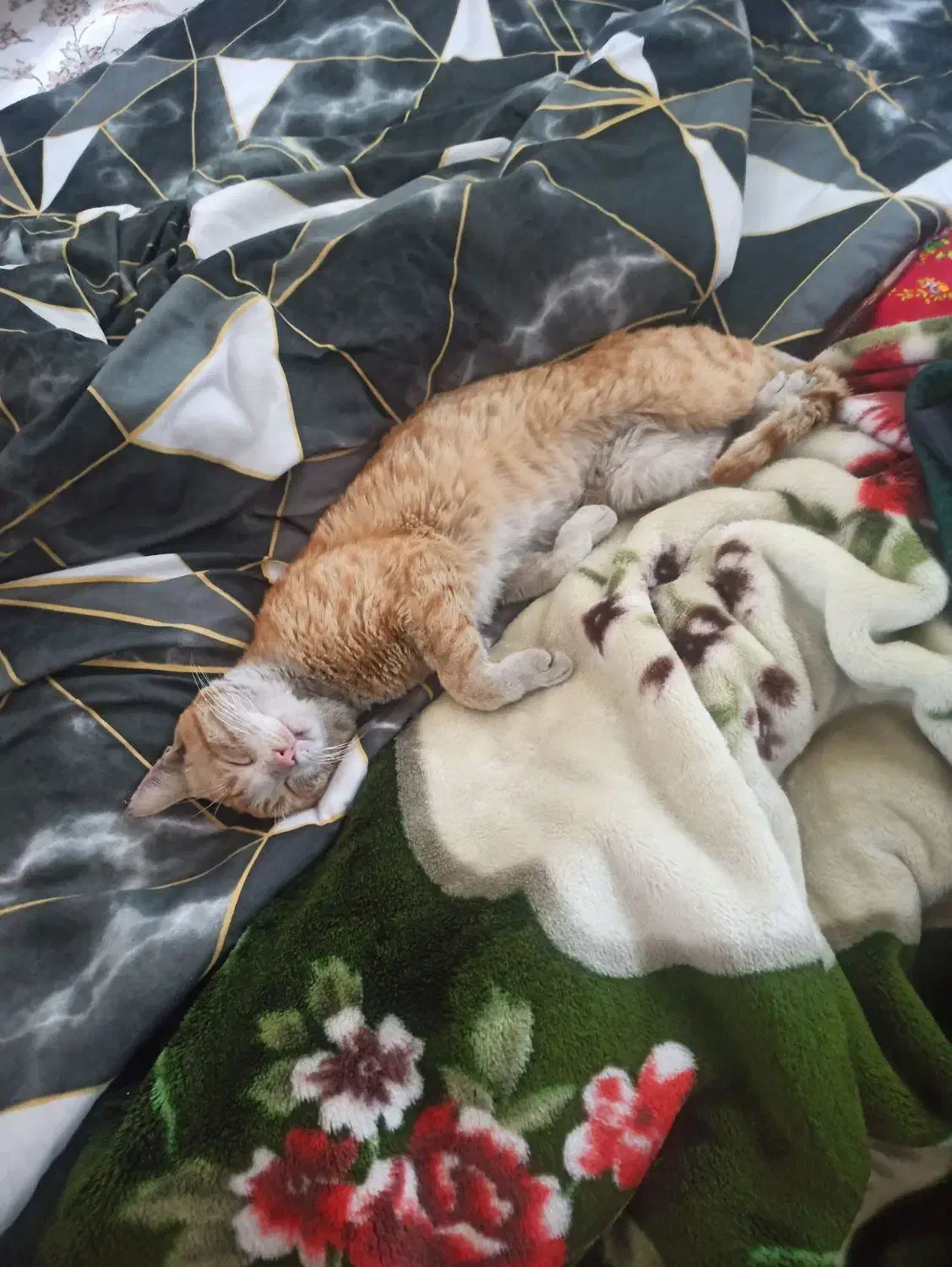 گم شده|حیوانات|تبریز, |دیوار