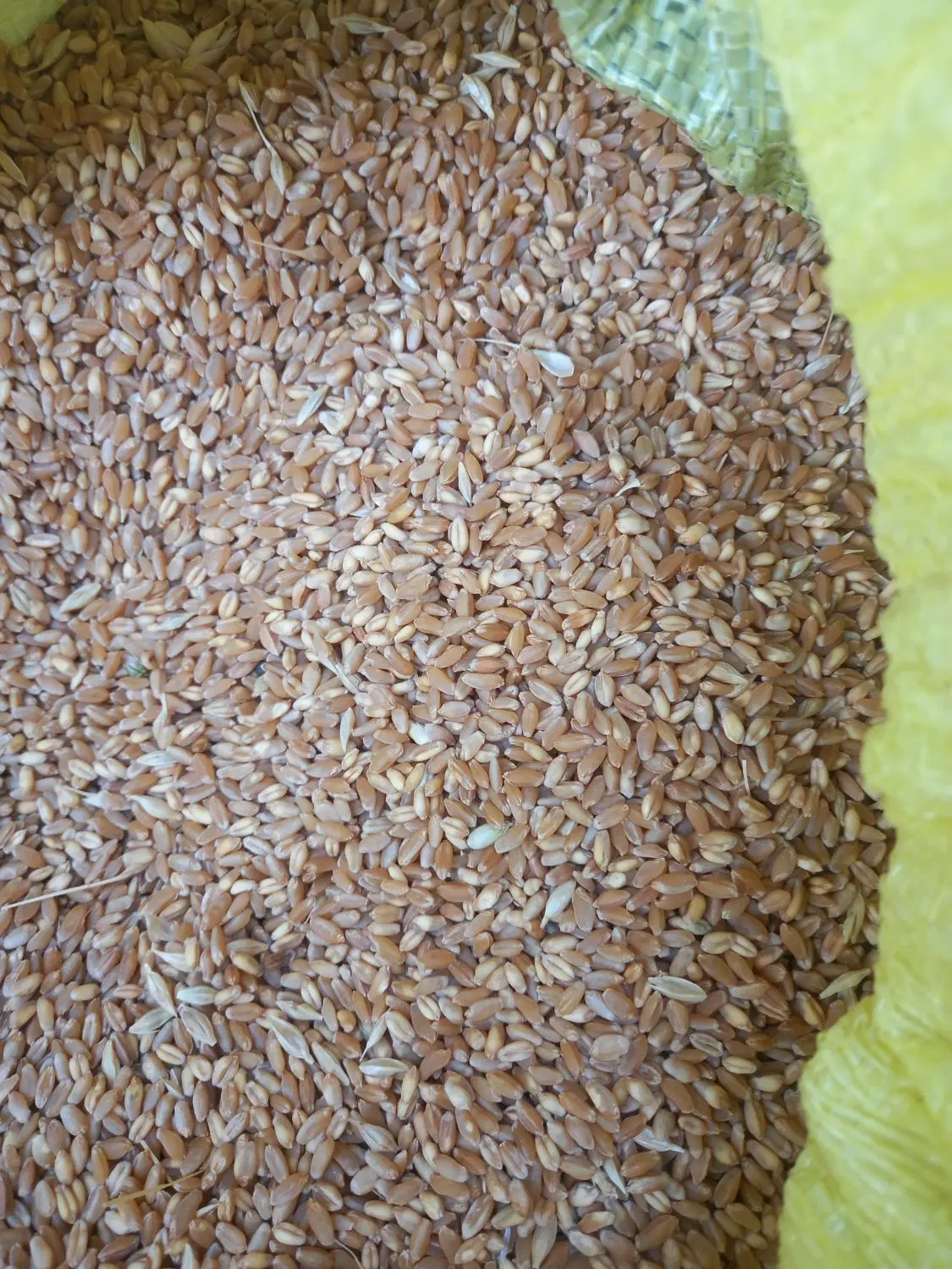گندم|خوردنی و آشامیدنی|کارزان, |دیوار