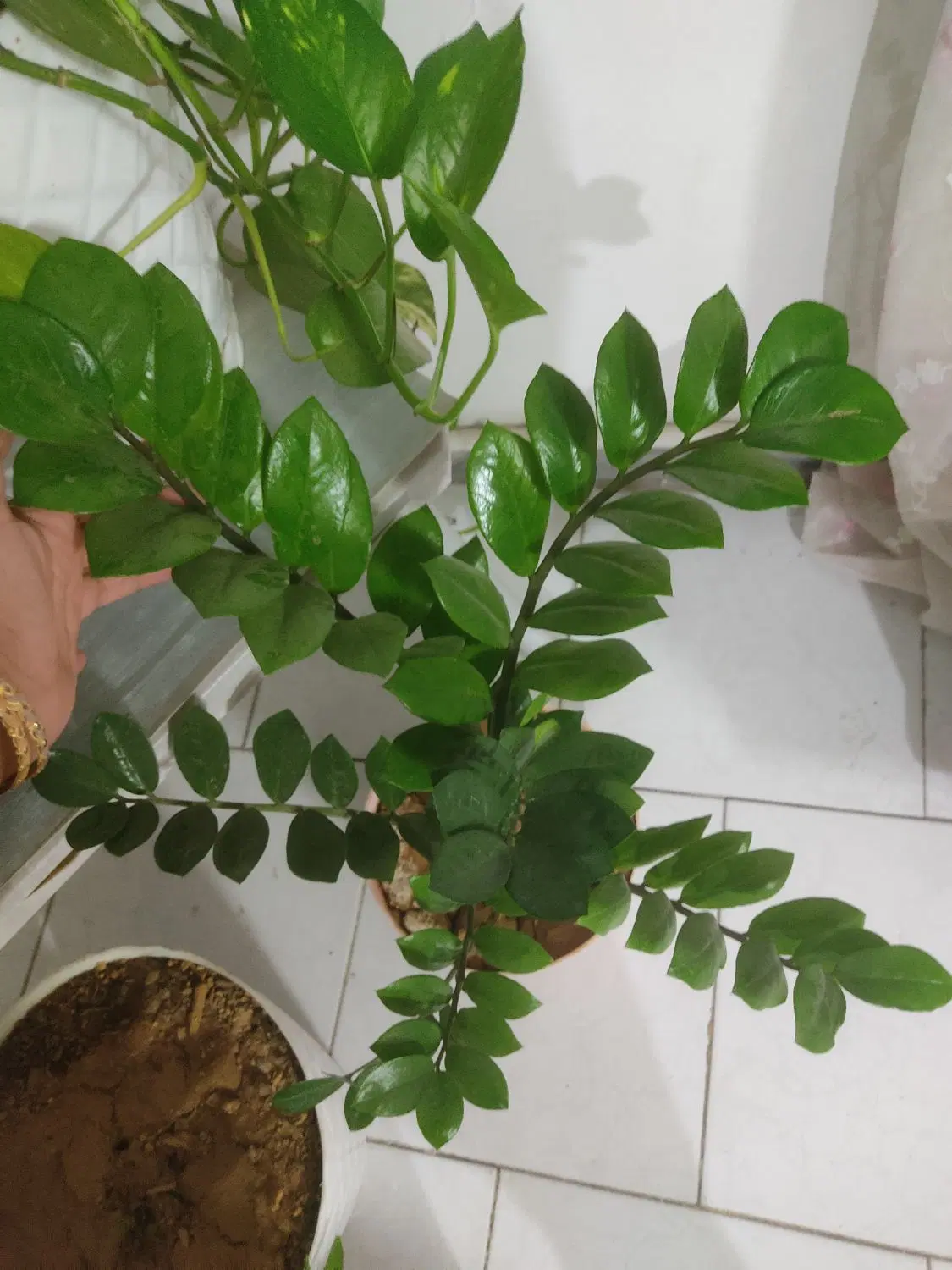 گل وگیاه|گل و گیاه طبیعی|کرج, کرج نو|دیوار