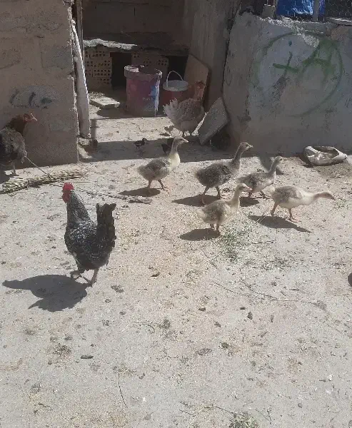 غاز|حیوانات مزرعه|شوشتر, |دیوار