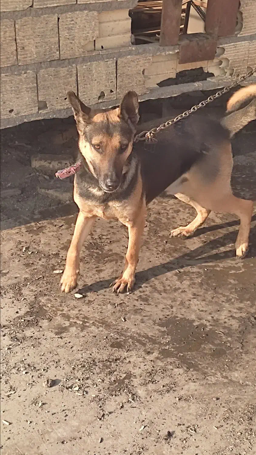 سگ ژرمن|سگ|یزد, |دیوار