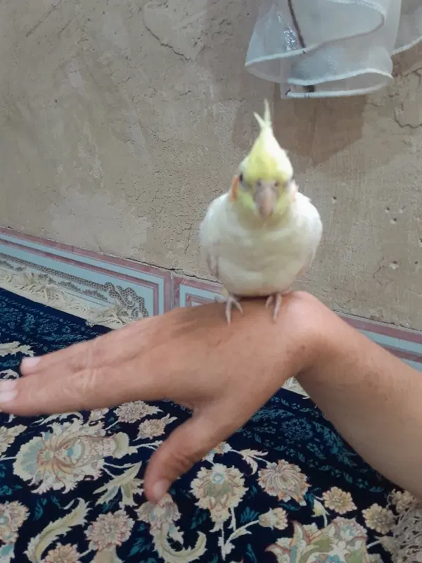 عروس هلندی|گربه|اسلام‌‌آباد غرب, |دیوار