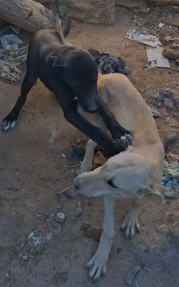 واگذاری|سگ|میلاجرد, |دیوار