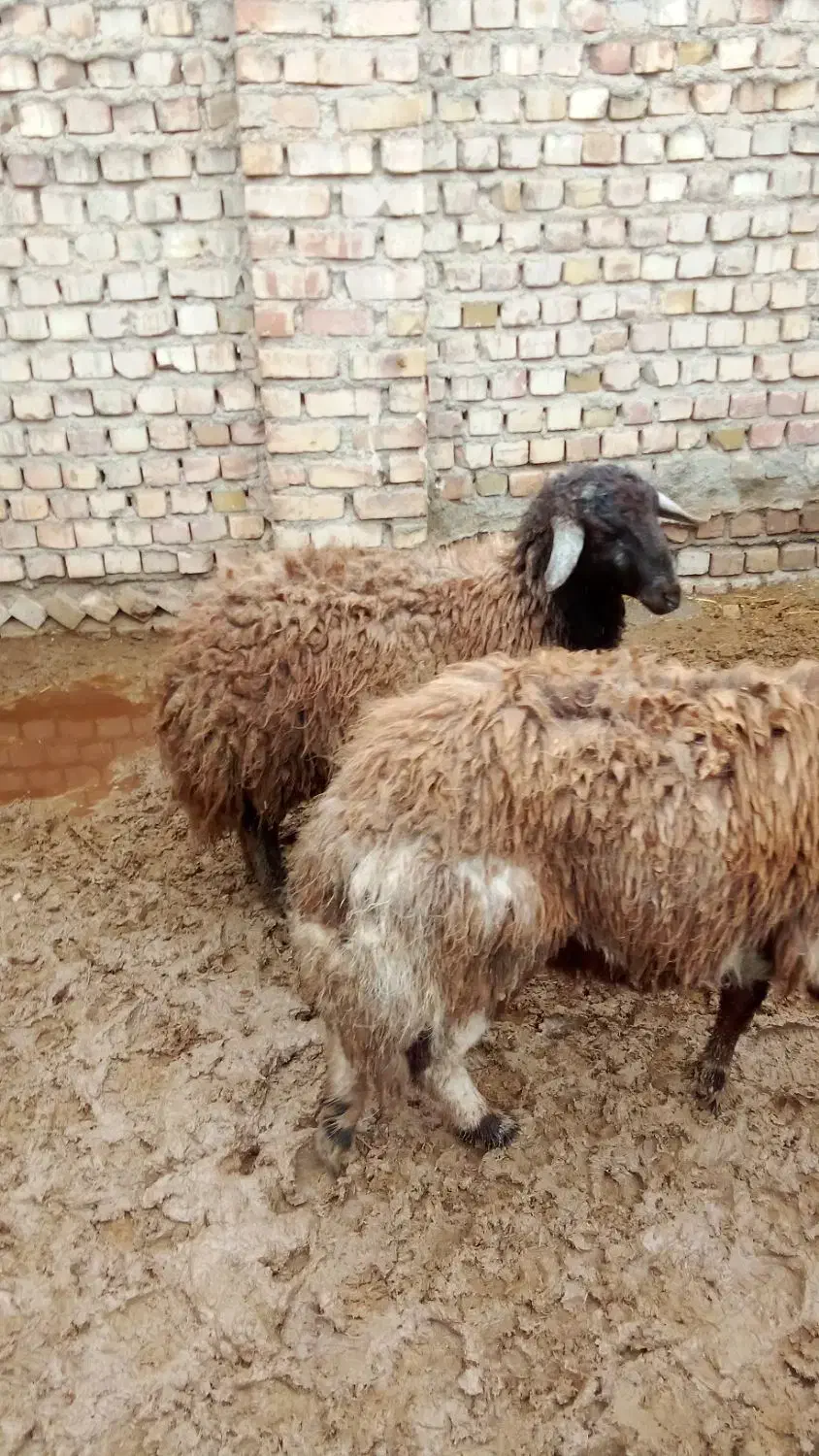 دام|حیوانات مزرعه|نیشابور, امام خمینی|دیوار