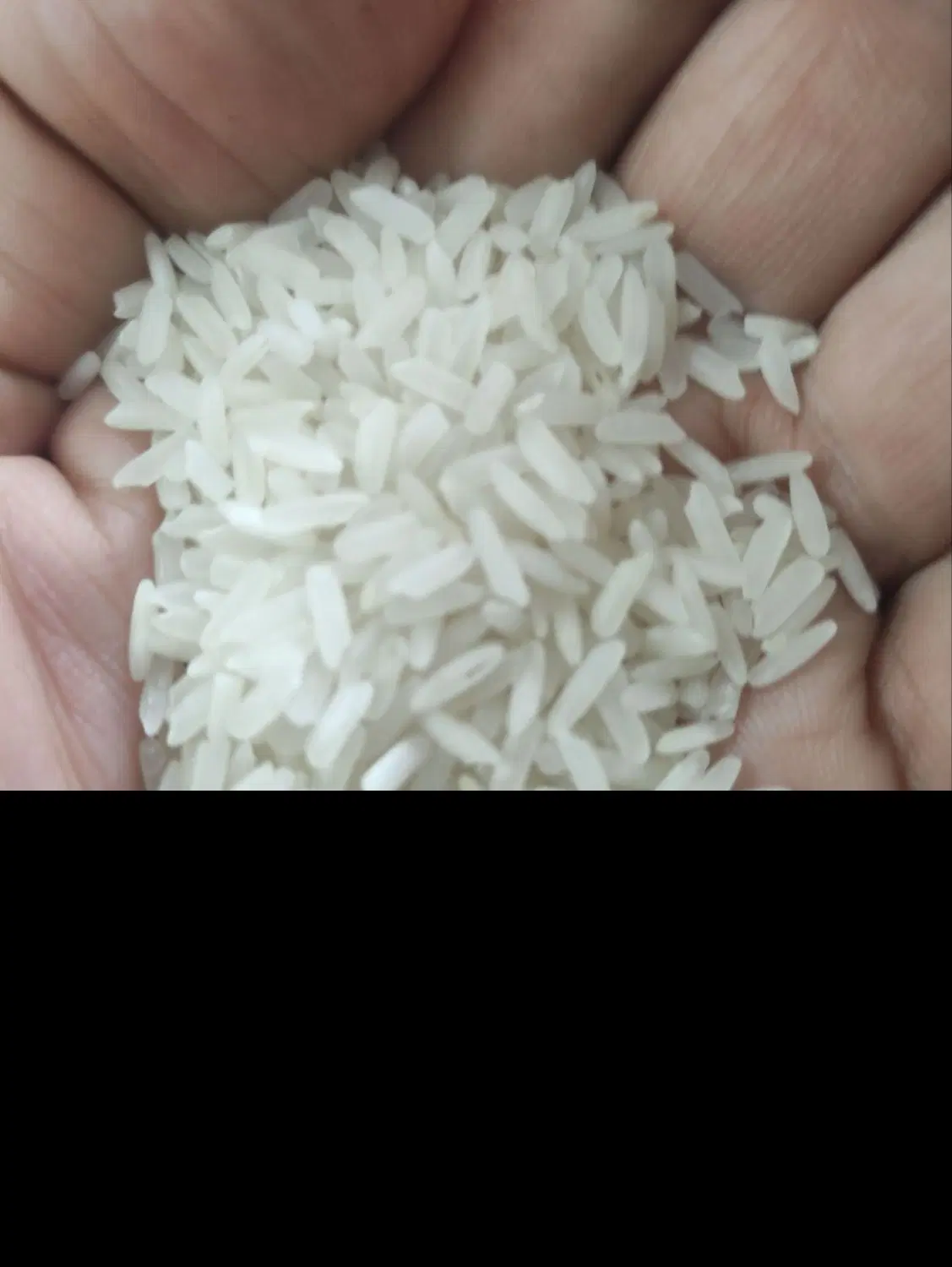 برنج|خوردنی و آشامیدنی|نیشابور, طالقانی|دیوار