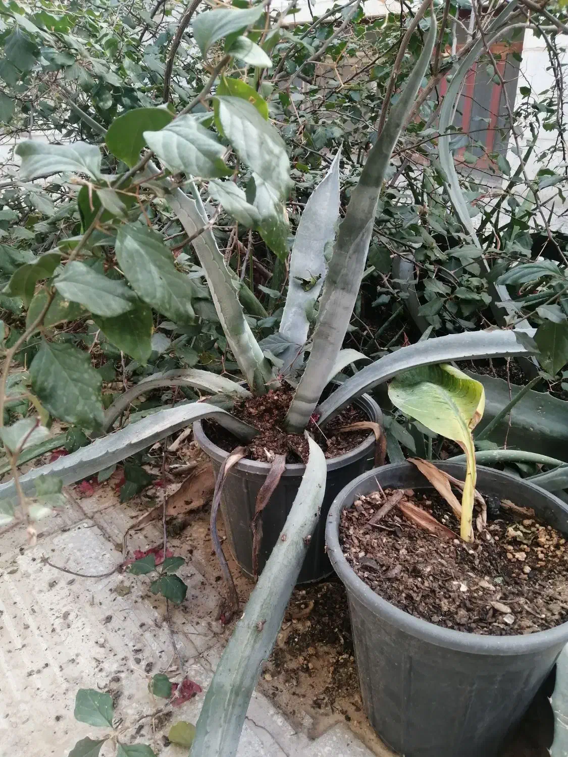 گل آگاو|گل و گیاه طبیعی|یزد, |دیوار