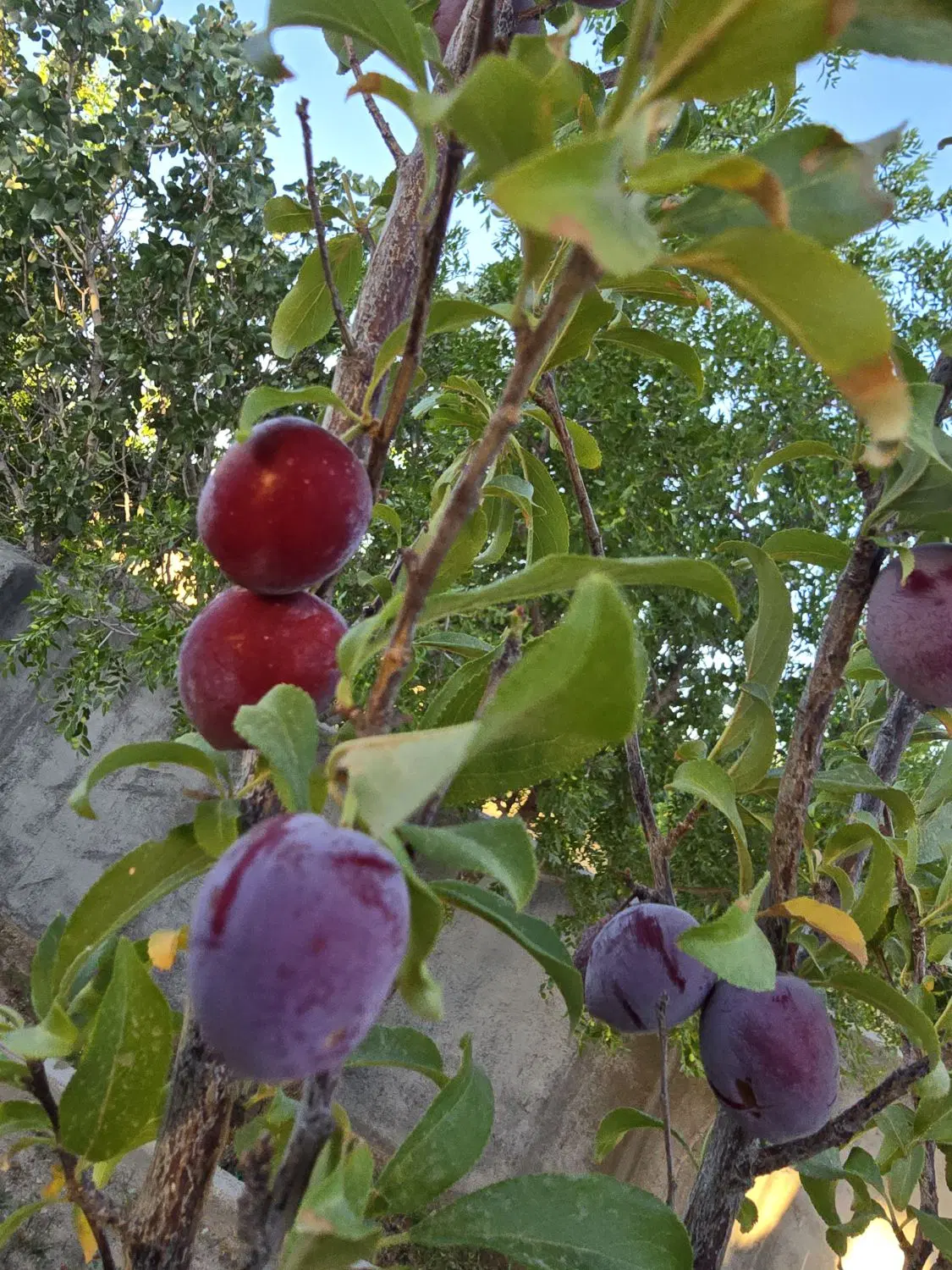 تصویر 8